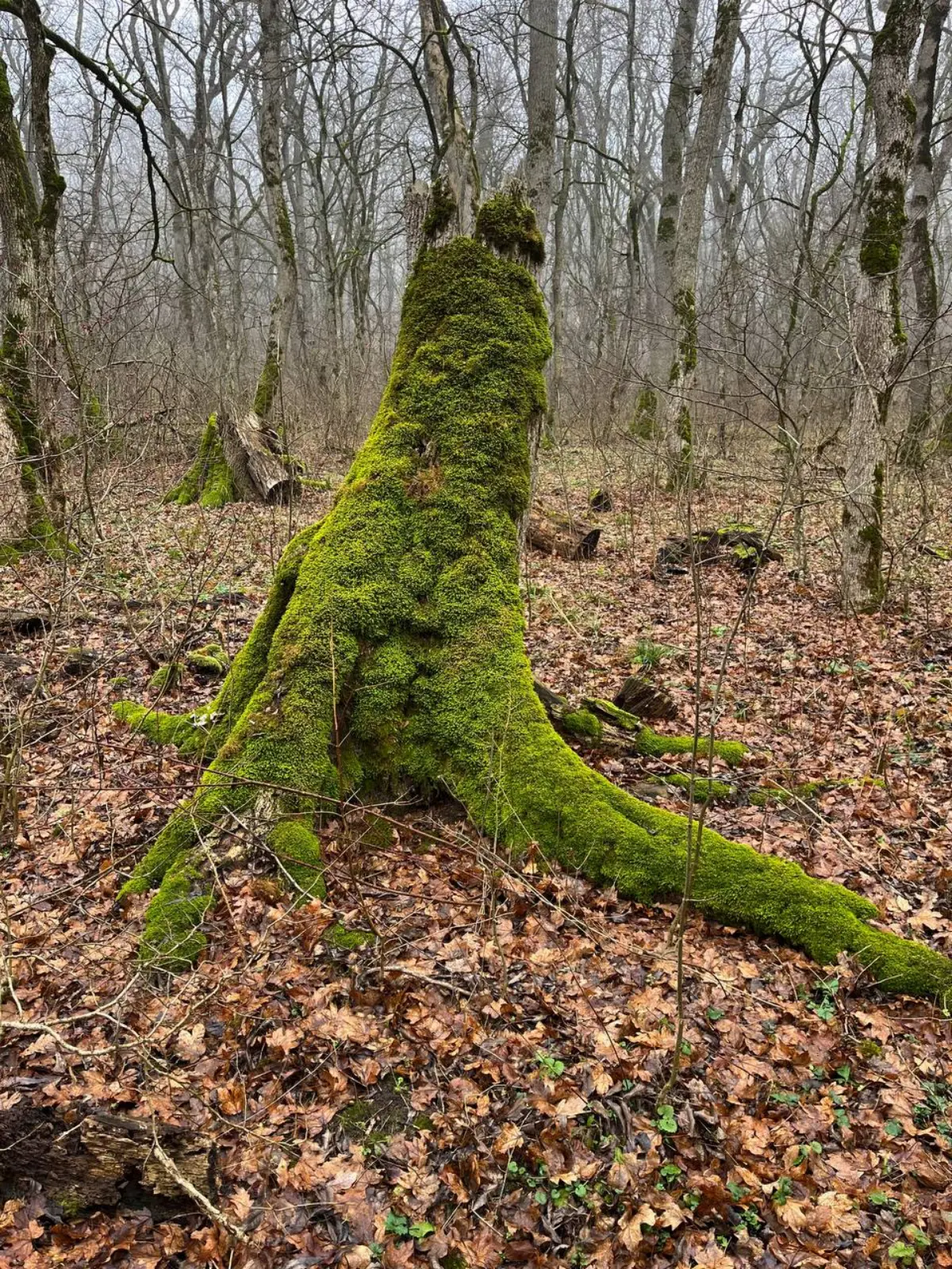 ❄️🧤 Зимнее солнцестояние в Железноводске: встретьте волшебство в уютной квартире!
⭐️ Сегодня — самый короткий день в году, а в 18:03 наступит зимнее солнцестояние! ✨
Представьте: вы только что вернули... | Сетка — социальная сеть от hh.ru