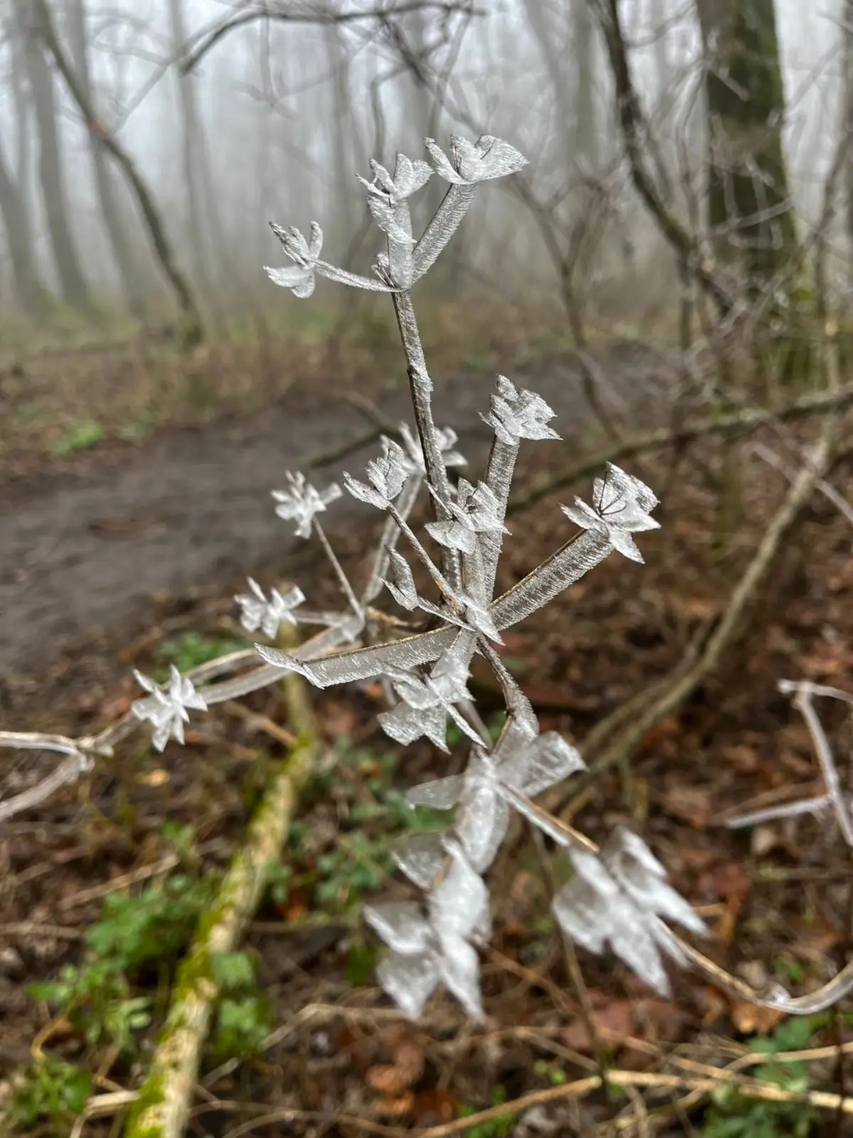 ❄️🧤 Зимнее солнцестояние в Железноводске: встретьте волшебство в уютной квартире!
⭐️ Сегодня — самый короткий день в году, а в 18:03 наступит зимнее солнцестояние! ✨
Представьте: вы только что вернули... | Сетка — социальная сеть от hh.ru