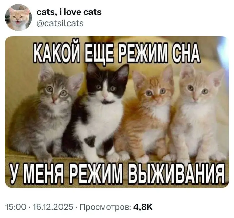 #life #cats | Сетка — социальная сеть от hh.ru