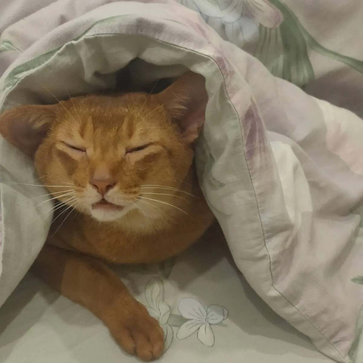 Дмитрий Плеханов | Сетка — социальная сеть от hh.ru