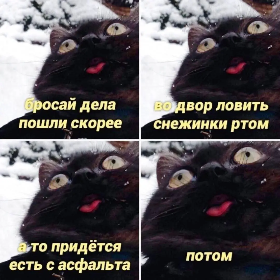 Надо успеть 😂😂😂
#Юмор@poldner #Коты@poldner | Сетка — социальная сеть от hh.ru