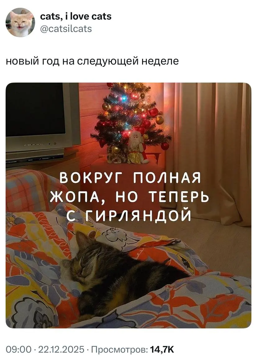 #cats #ny | Сетка — социальная сеть от hh.ru