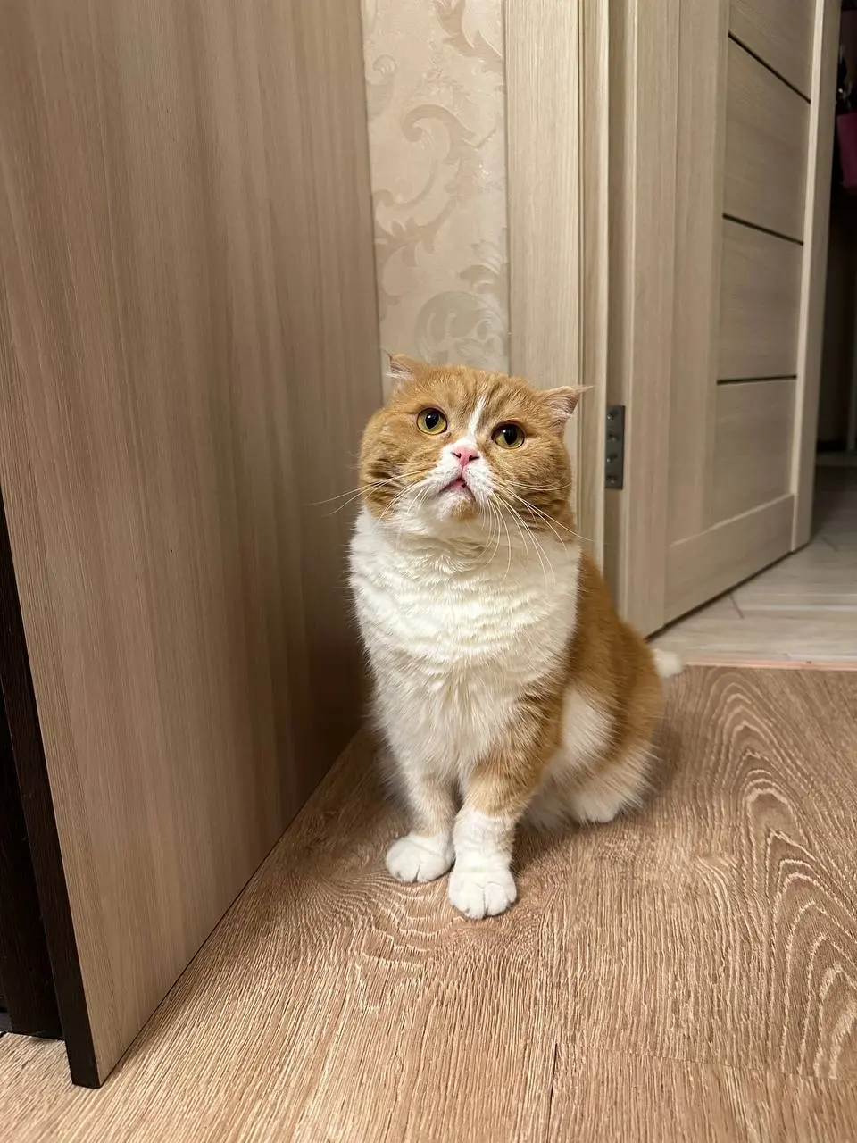 🐱Медики официально признали: коты — это лучшее лекарство
Отличная новость для всех, у кого есть хвостатый лекарь!
Если у вас на коленях греется пушистый комочек, вы на верном пути к долгой и счастливо... | Сетка — социальная сеть от hh.ru