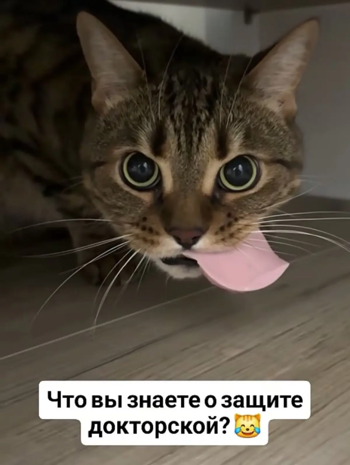 Я сейчас учусь в магистратуре на психолога, и у нас в группе есть отдельный чат “юмор”
Cобрала для вас лучшую подборку, немного не про карьеру, зато много жизни  😂 | Сетка — социальная сеть от hh.ru