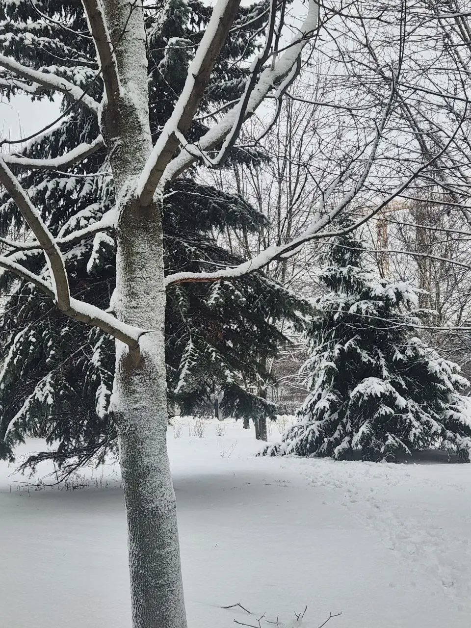 Ну все, снег выпал, настроение праздничное✨🥂 Главное теперь, чтобы вся эта красота не растаяла до праздника🙃 | Сетка — социальная сеть от hh.ru