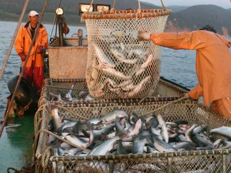 Экспорт рыбы и морепродуктов из России в КНР за 11 месяцев д | Сетка — социальная сеть от hh.ru