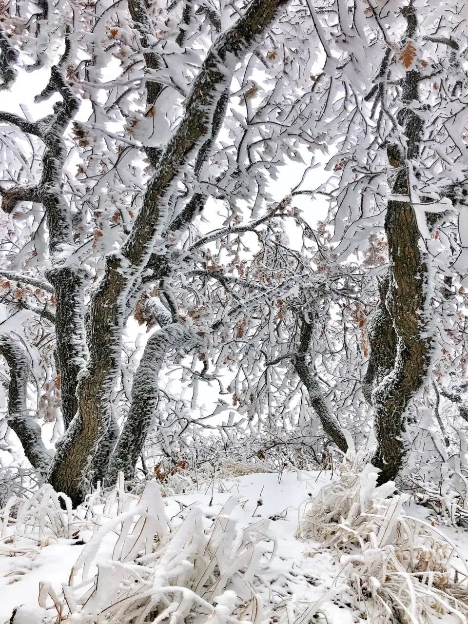 Снежная прогулка по горе Бештау
📸@artemmeletov
*А у вас уже появилось новогоднее настроение?
❤️ — Да, уже очень жду праздики
😭 — Сначала дедлайны, потом все остальное* | Сетка — социальная сеть от hh.ru
