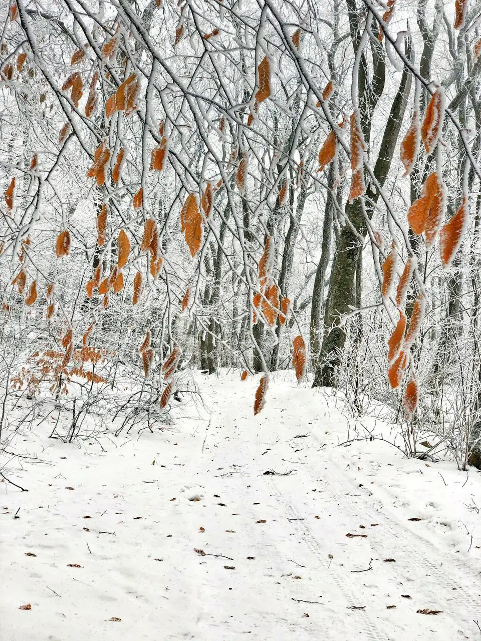 Снежная прогулка по горе Бештау
📸@artemmeletov
*А у вас уже появилось новогоднее настроение?
❤️ — Да, уже очень жду праздики
😭 — Сначала дедлайны, потом все остальное* | Сетка — социальная сеть от hh.ru