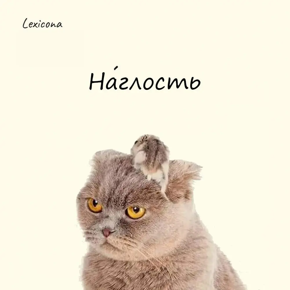 Наглость
Слово считается славянским и происходит от древнерусского «наглъ».
Изначально оно имело значение «внезапный, стремительный, взрывчатый, запальчивый» | Сетка — социальная сеть от hh.ru