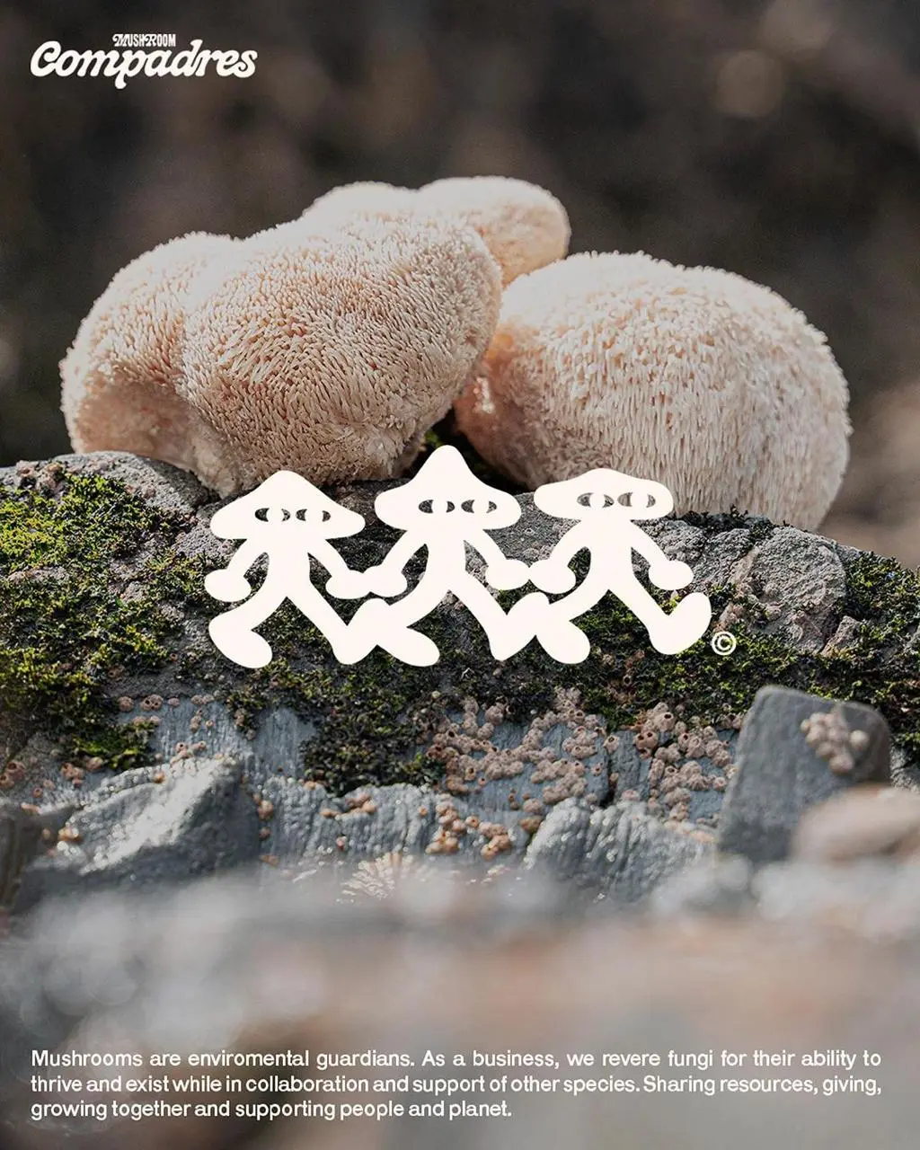Дизайн под грибами
Mushroom Compadres — это проект по выращиванию специализированных грибов, базирующийся в Португалии | Сетка — социальная сеть от hh.ru