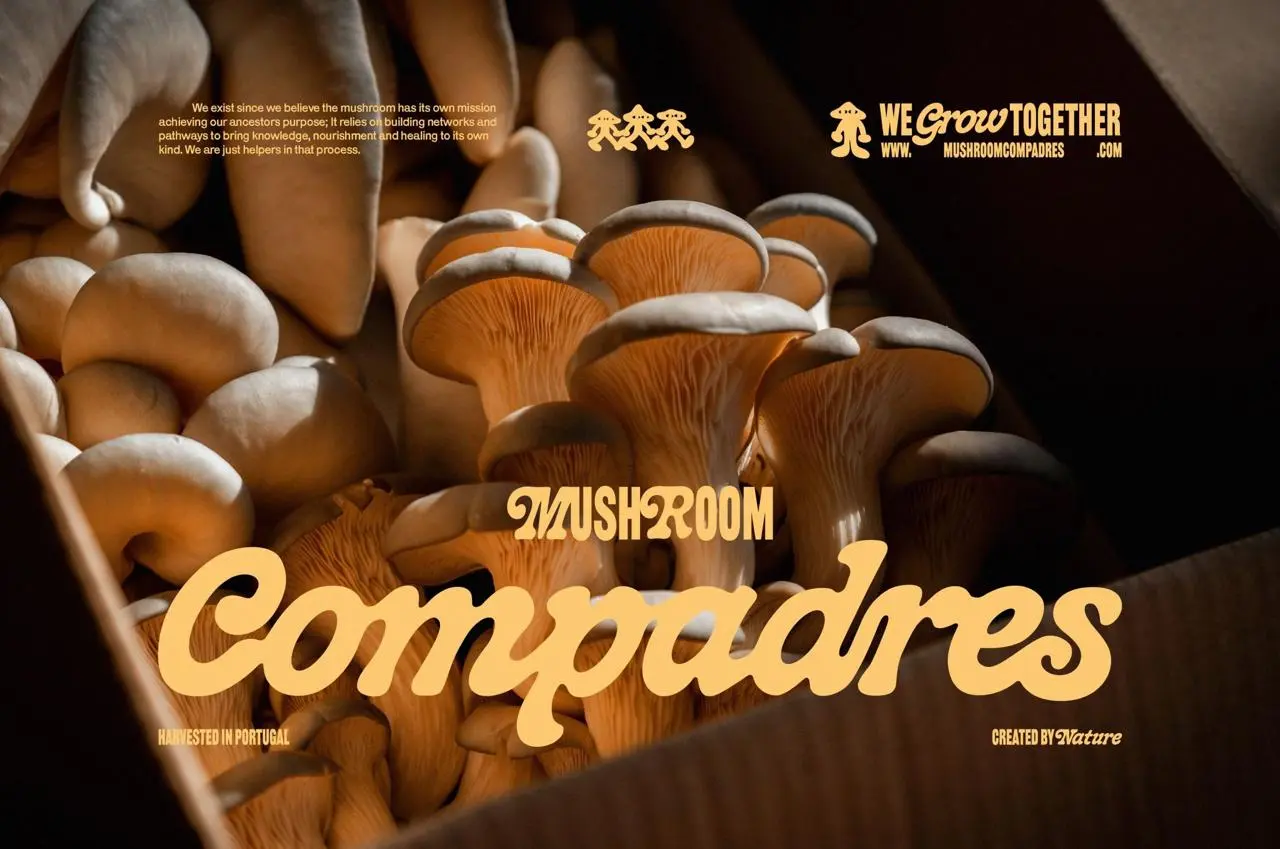 Дизайн под грибами
Mushroom Compadres — это проект по выращиванию специализированных грибов, базирующийся в Португалии | Сетка — социальная сеть от hh.ru
