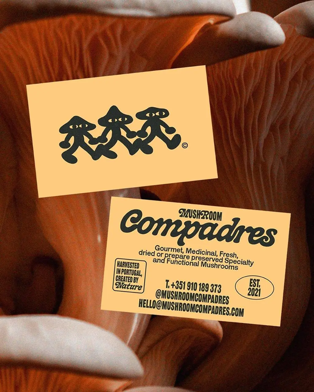 Дизайн под грибами
Mushroom Compadres — это проект по выращиванию специализированных грибов, базирующийся в Португалии | Сетка — социальная сеть от hh.ru
