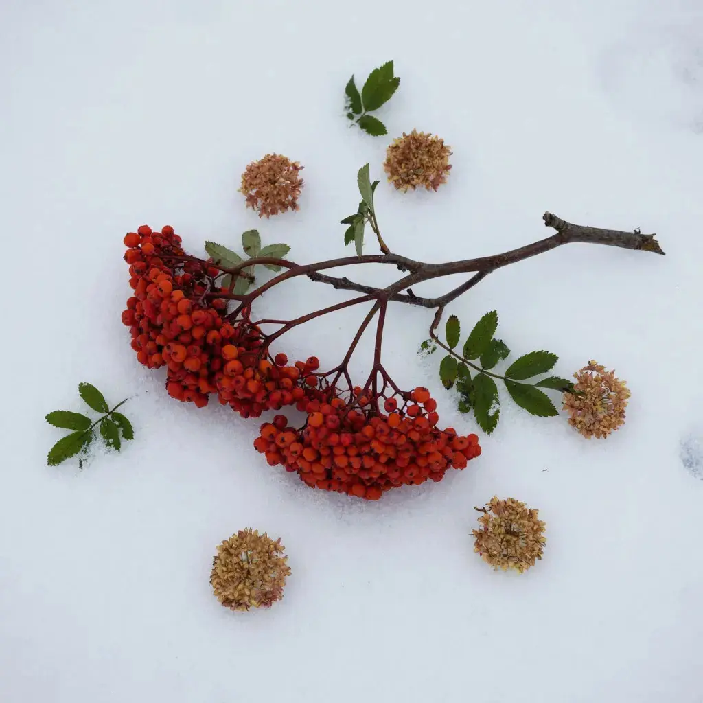 Привет, мои дорогие! �
Новый год уже на пороге! 🌲 Готовите | Сетка — социальная сеть от hh.ru