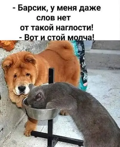Показал, кто здесь главный 😂
#Юмор@poldner #Коты@poldner
#Собака@poldner | Сетка — социальная сеть от hh.ru