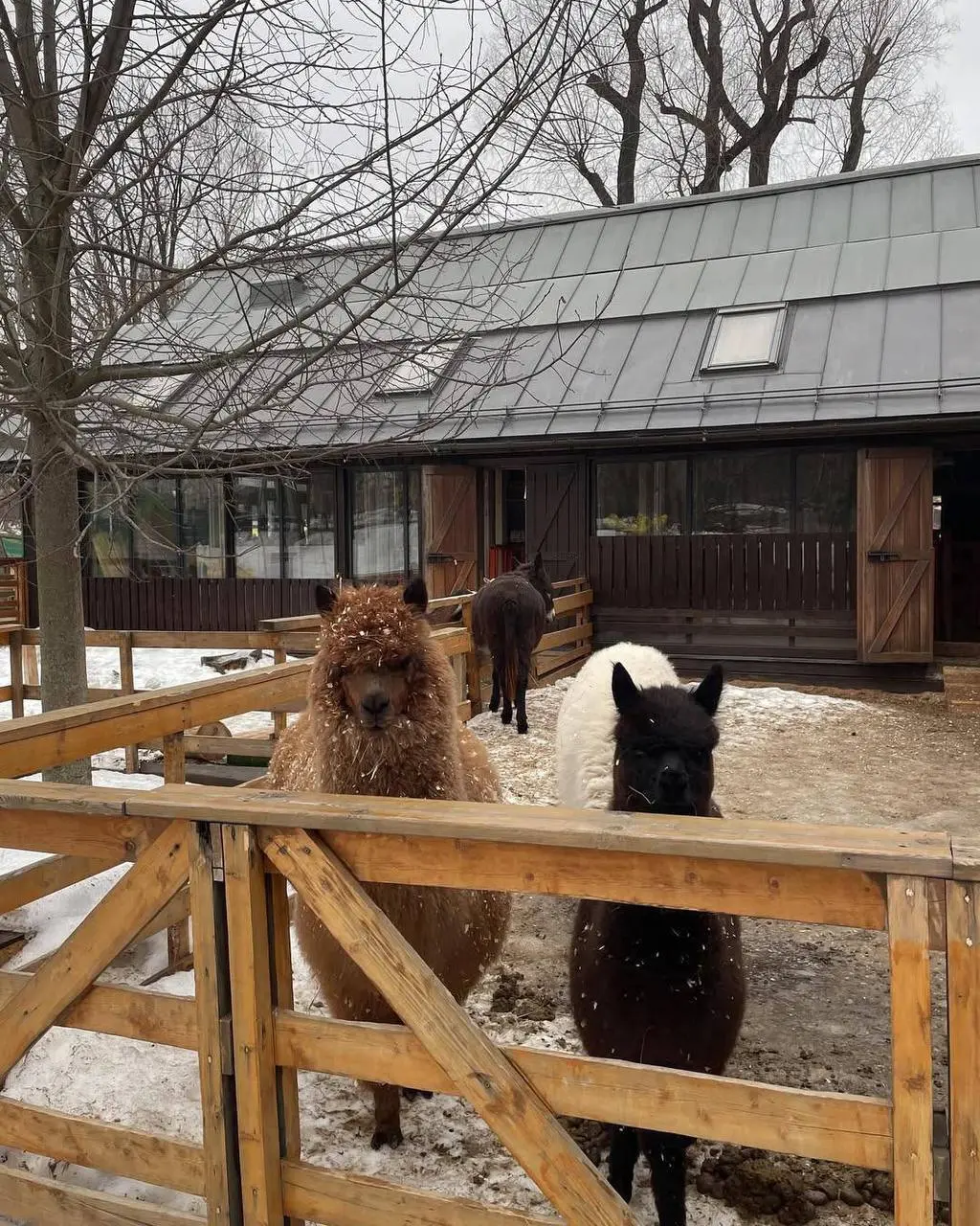 🦙Где погладить альпак и козочек?
Здесь живут более 70 дружелюбных животных — альпаки, еноты, олени, козы, гуси, курочки, кролики и не только. Многих можно погладить и покормить | Сетка — социальная сеть от hh.ru