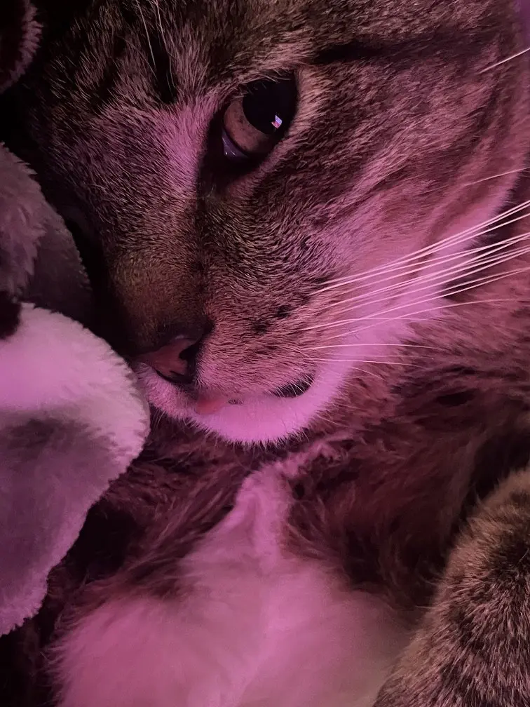 Всех с наступившим Новым Годом! Это во-первых.
Во-вторых, пока все подводили профессиональные, и не только, итоги года, я проживал потерю любимого кота - Софта | Сетка — социальная сеть от hh.ru