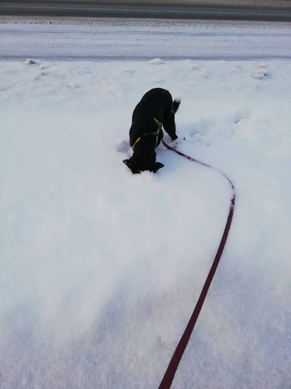 Доброе и бодрое январское утро! Собака 🐕‍🦺 ищет мышей под снегом...
Солнышко вышло , засвидетельствовало своё почтение и снова скрылось за снежными облаками....
День улыбнулся... | Сетка — социальная сеть от hh.ru