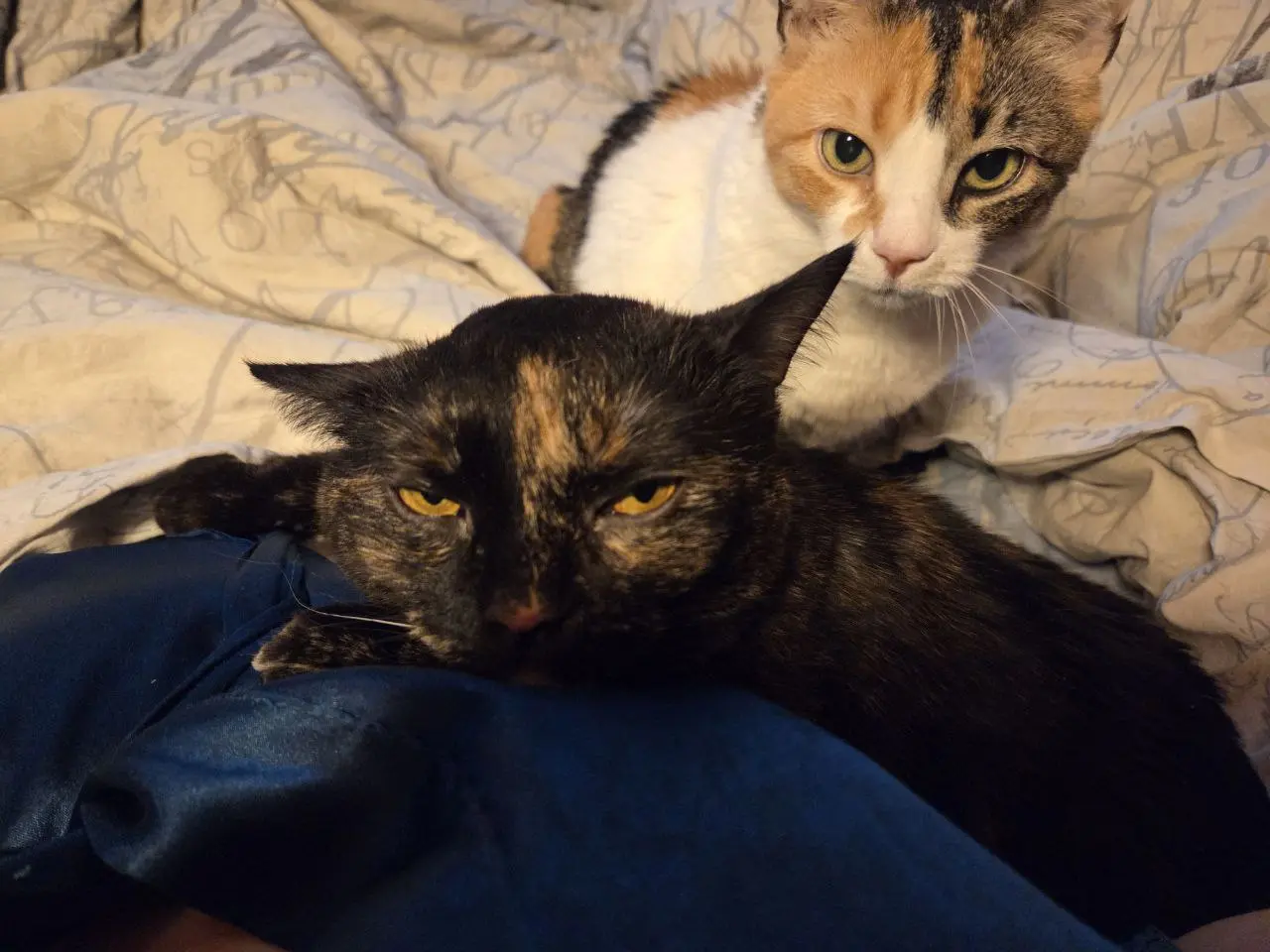 🐈‍⬛А кормить будут?
Вот такое котоутро 1 января 😹 | Сетка — социальная сеть от hh.ru