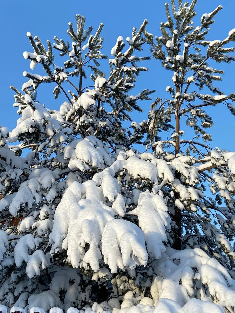 А кто-нибудь вообще обычно помнит 1 января?)
Надеюсь, у вас тоже он был красивым🤩
#offline #realLife #НовыйГод #житьэтужизнь | Сетка — социальная сеть от hh.ru