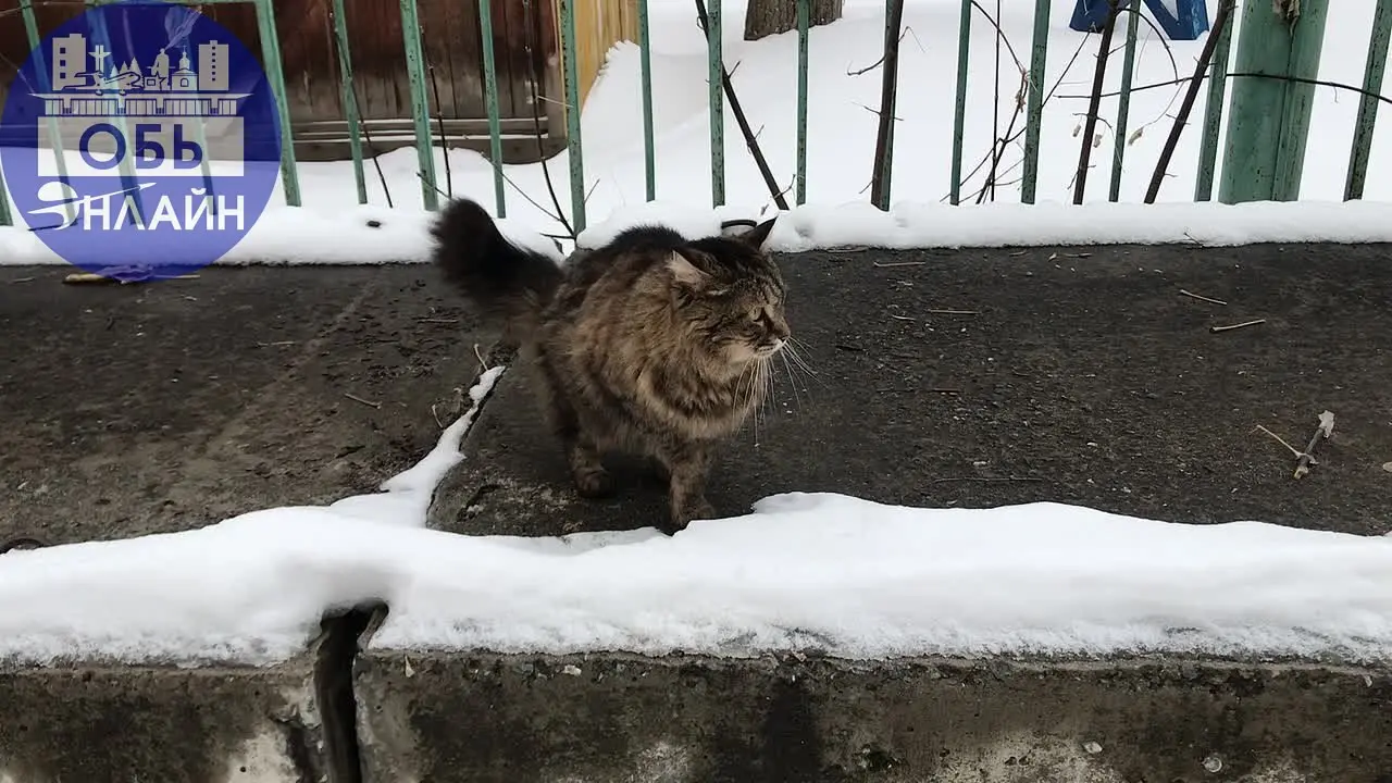 ↗ На видео, конечно, не символ Нового года: красная лошадь…Но…зато символ города Оби | Сетка — социальная сеть от hh.ru