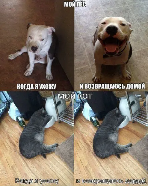 С - стабильность 😂😂😂
#Юмор@poldner #Коты@poldner
#Собака@poldner | Сетка — социальная сеть от hh.ru