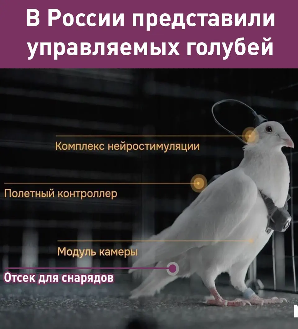 Чем нас радовали, удивляли и веселили учёные в 2025 году:
Американские учёные «воскресили» вымерший вид волков, известный по «Игре Престолов» | Сетка — социальная сеть от hh.ru
