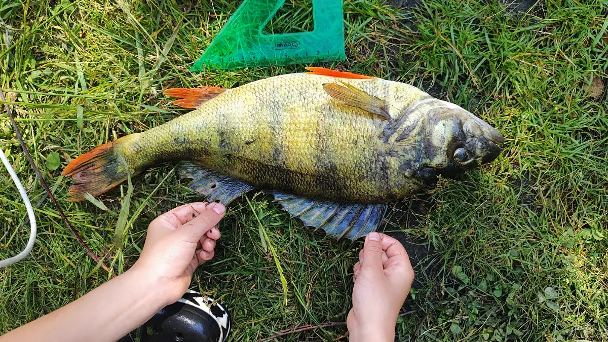 Итоги моего 2025 года | Сетка — социальная сеть от hh.ru