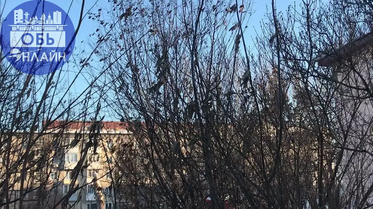 ↗ Алкашня в городке!!
Птички, похоже наелись «пьяной» ягоды и расщебетались, проказницы! ☺️
vk.ru
Подробнее на https://vk.com/ob.gorod
#городобь #городобьонлайн #толмачево | Сетка — социальная сеть от hh.ru