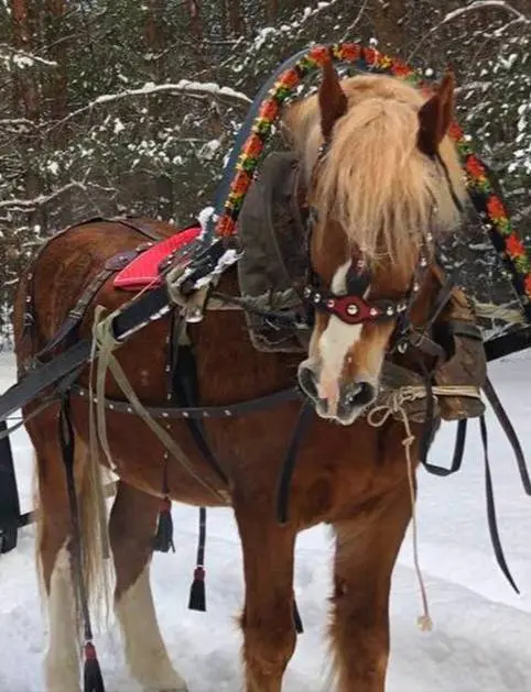 🐴Бесплатные катания на конной упряжке и новогодний экспресс в парке Яуза
🔹Новогодний экспресс
4, 10, 11 января 12:00-18:00
🔹Катание на конной упряжке
4 и 11 января 12:00-14:00
🔹Крио шоу
10 января в 17... | Сетка — социальная сеть от hh.ru