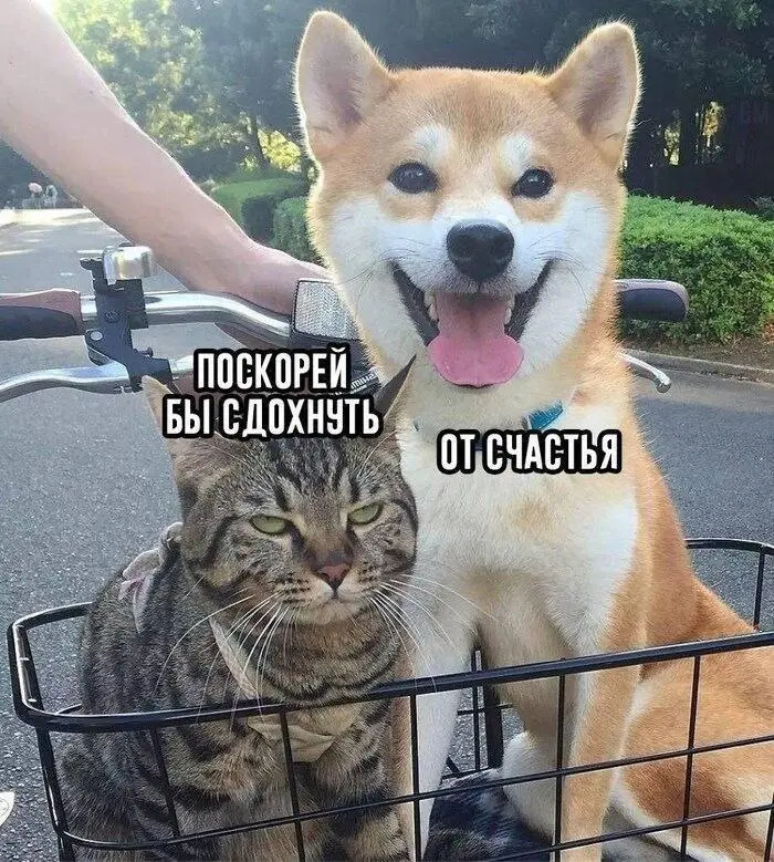 Максимально позитивно 😂
#Юмор@poldner #Коты@poldner #Собака@poldner | Сетка — социальная сеть от hh.ru