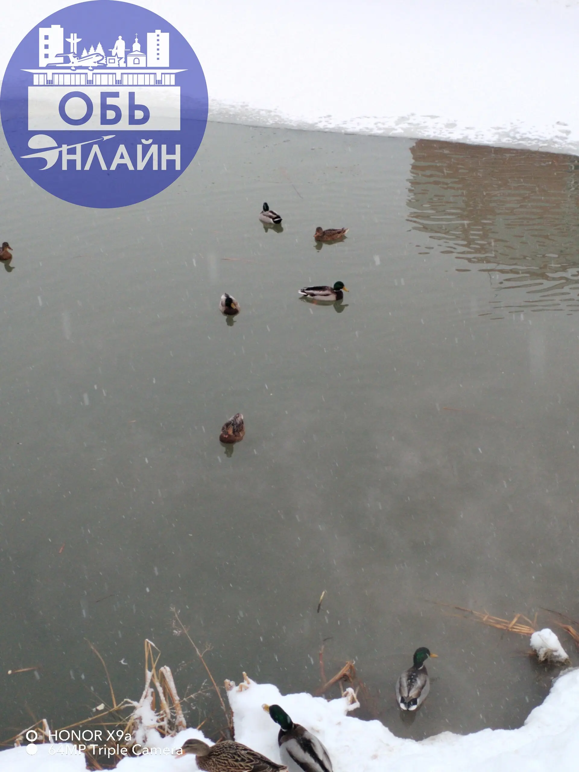 ↗ В Эко-парк вернулись утки
vk.ru
Подробнее на https://vk.com/ob.gorod
#городобь #городобьонлайн #толмачево | Сетка — социальная сеть от hh.ru