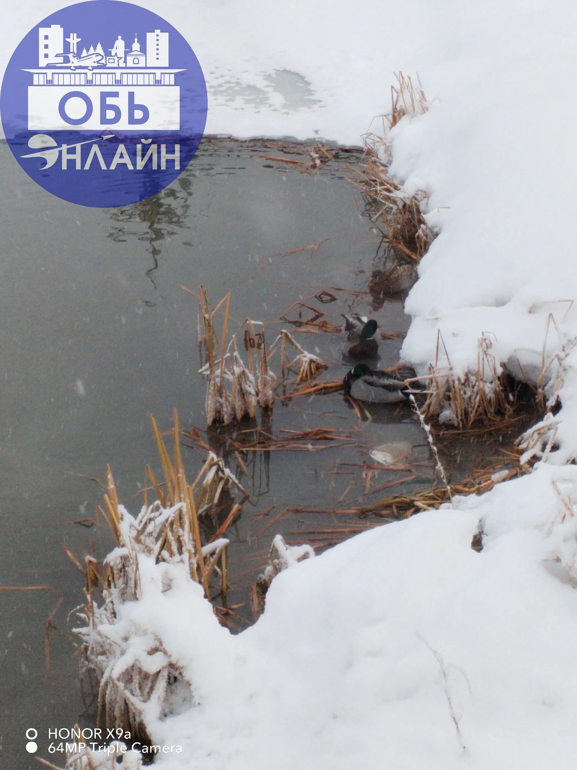 ↗ В Эко-парк вернулись утки
vk.ru
Подробнее на https://vk.com/ob.gorod
#городобь #городобьонлайн #толмачево | Сетка — социальная сеть от hh.ru
