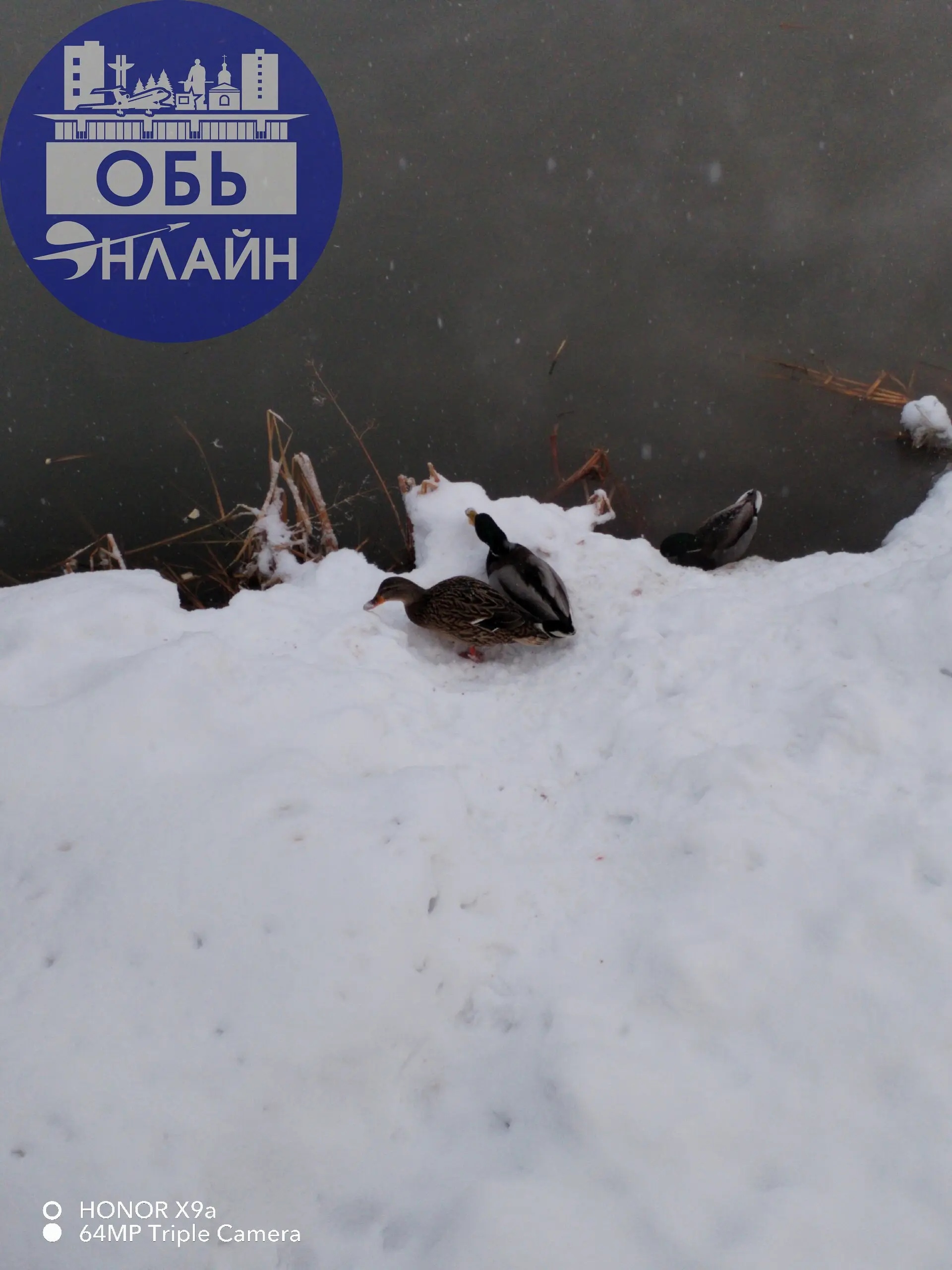 ↗ В Эко-парк вернулись утки
vk.ru
Подробнее на https://vk.com/ob.gorod
#городобь #городобьонлайн #толмачево | Сетка — социальная сеть от hh.ru