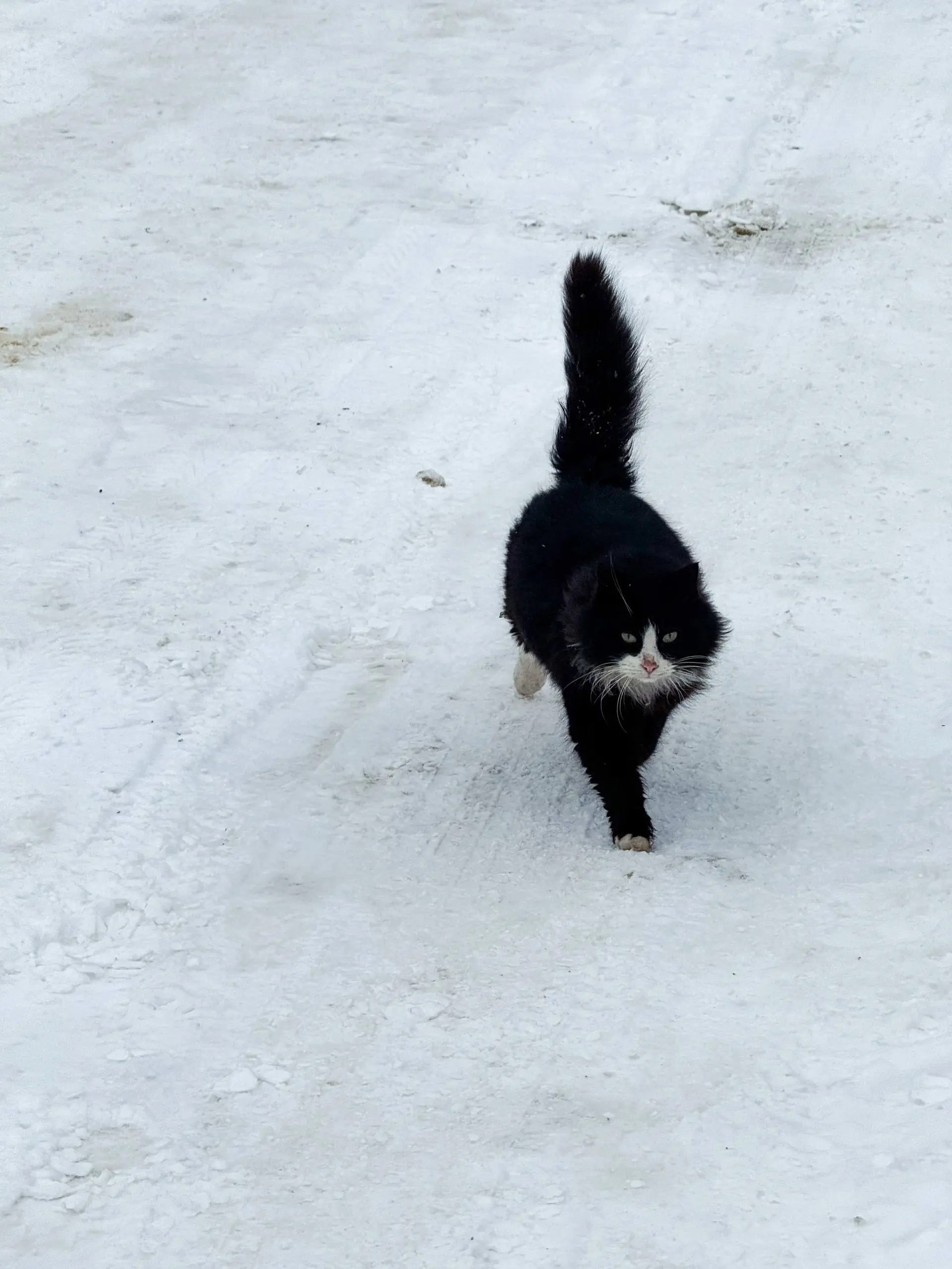 Фотосет для местного кота, прошёл удачно. Никто пострадал )
лайк коту💥 | Сетка — социальная сеть от hh.ru