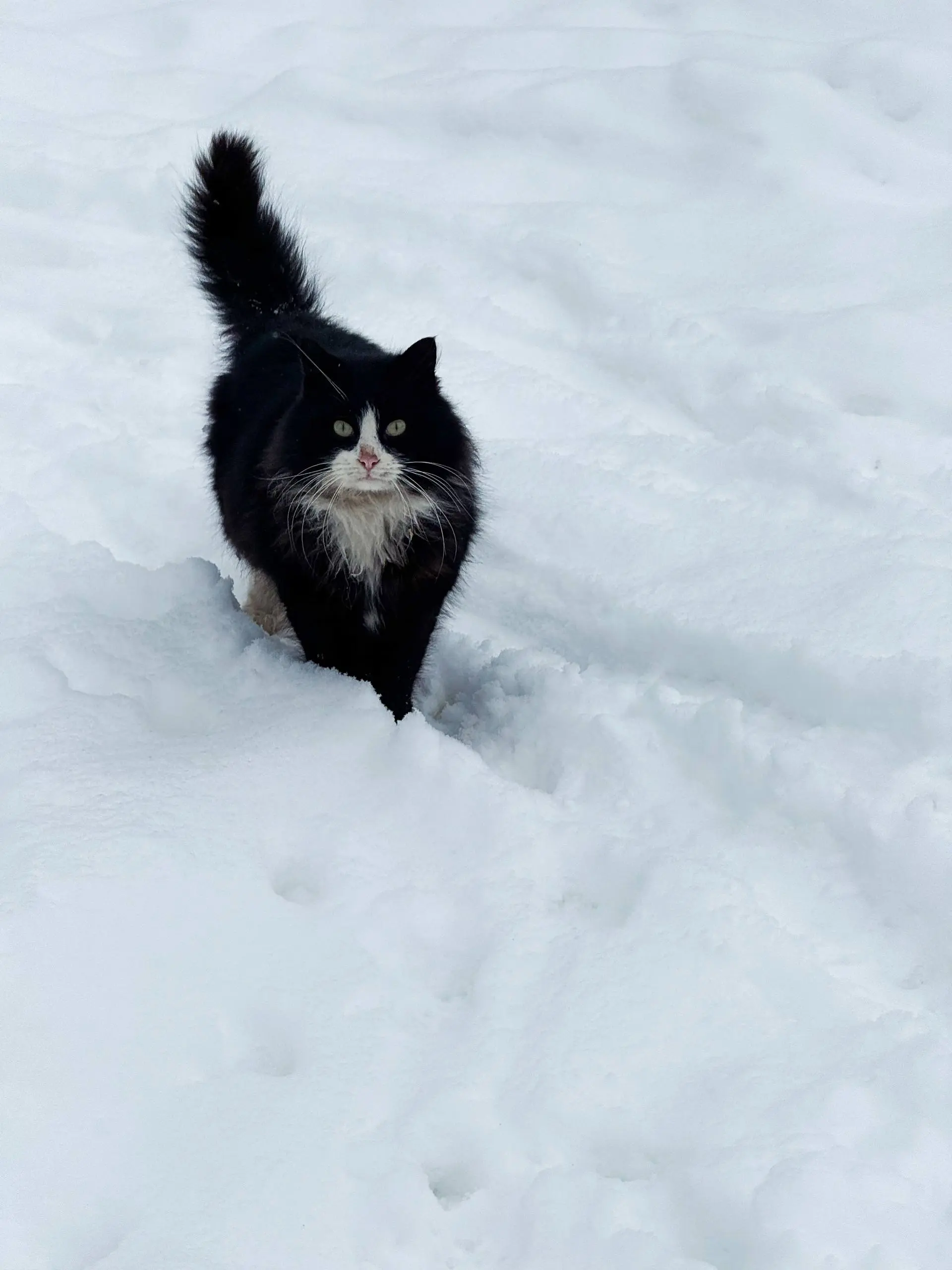 Фотосет для местного кота, прошёл удачно. Никто пострадал )
лайк коту💥 | Сетка — социальная сеть от hh.ru