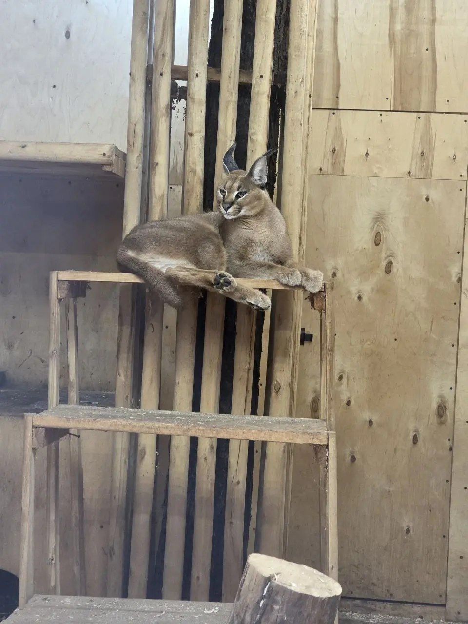Это мы сегодня ездили в зоопарк на Лампушках ❤️
Гуляли, кормили животных и наслаждались природой! | Сетка — социальная сеть от hh.ru