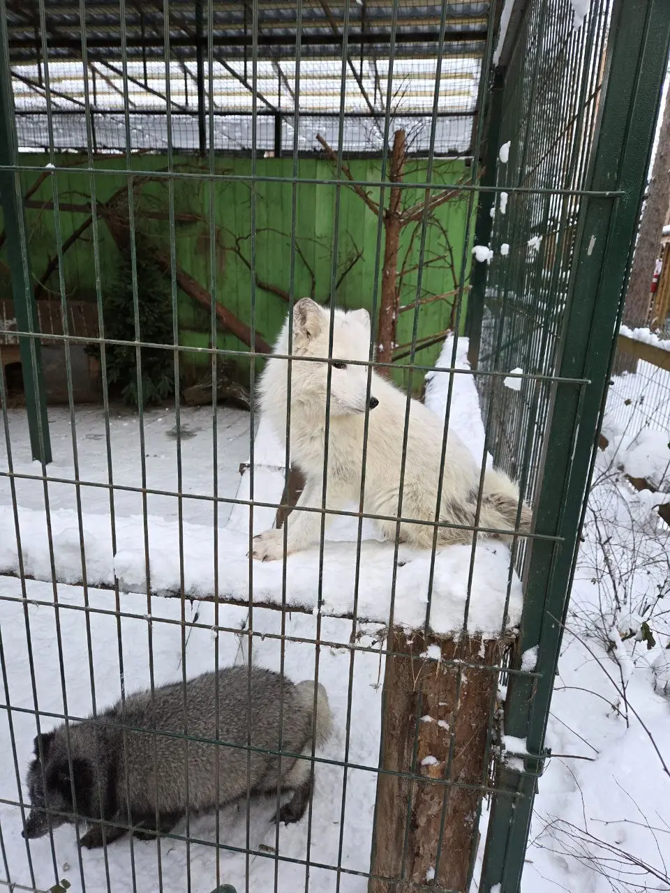 Это мы сегодня ездили в зоопарк на Лампушках ❤️
Гуляли, кормили животных и наслаждались природой! | Сетка — социальная сеть от hh.ru