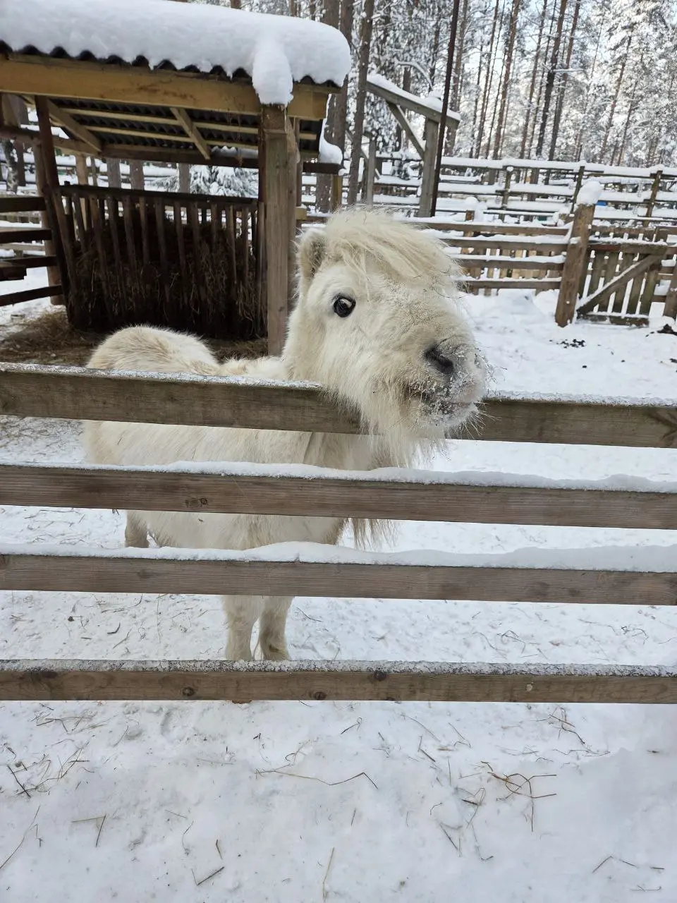 Это мы сегодня ездили в зоопарк на Лампушках ❤️
Гуляли, кормили животных и наслаждались природой! | Сетка — социальная сеть от hh.ru