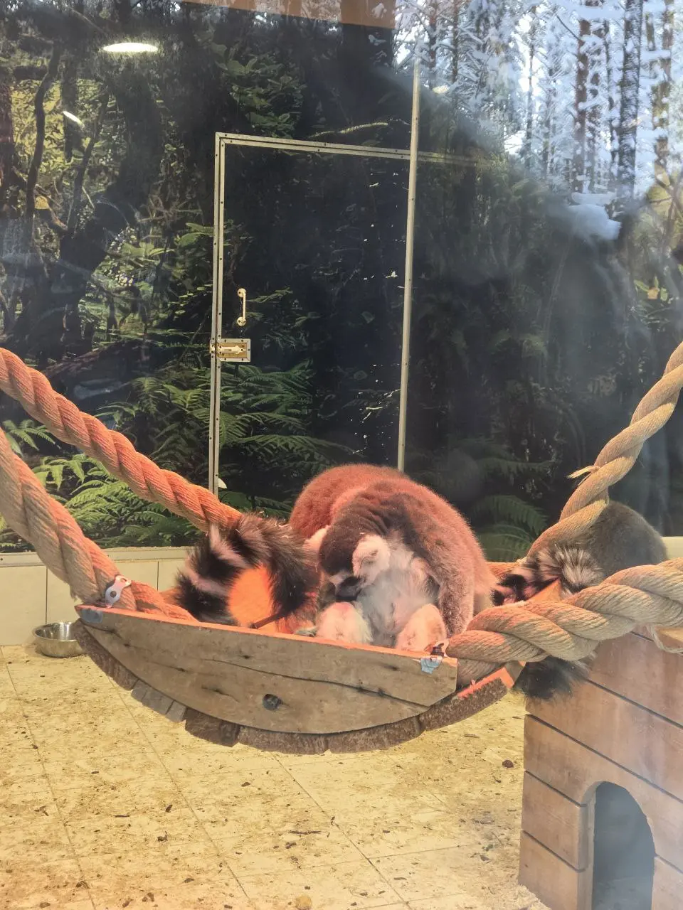 Это мы сегодня ездили в зоопарк на Лампушках ❤️
Гуляли, кормили животных и наслаждались природой! | Сетка — социальная сеть от hh.ru