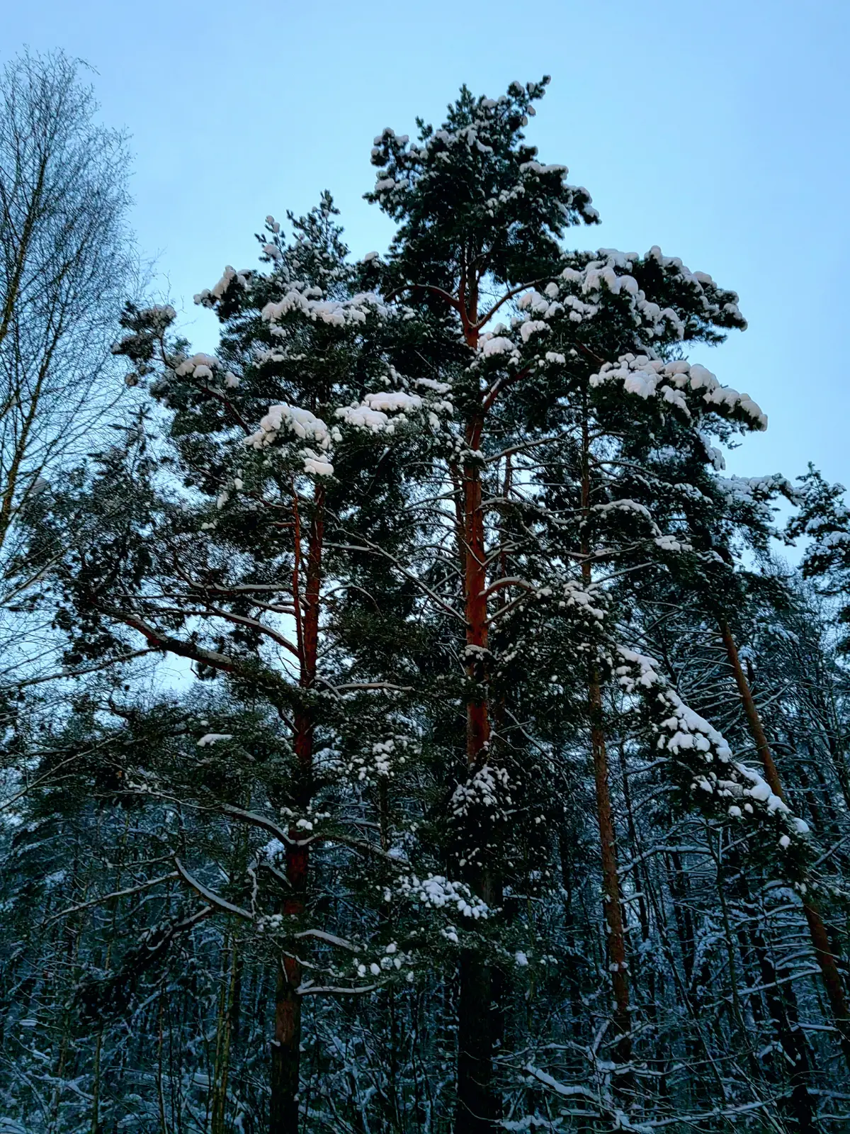 Прогулка в заснеженном лесу…❄ | Сетка — социальная сеть от hh.ru