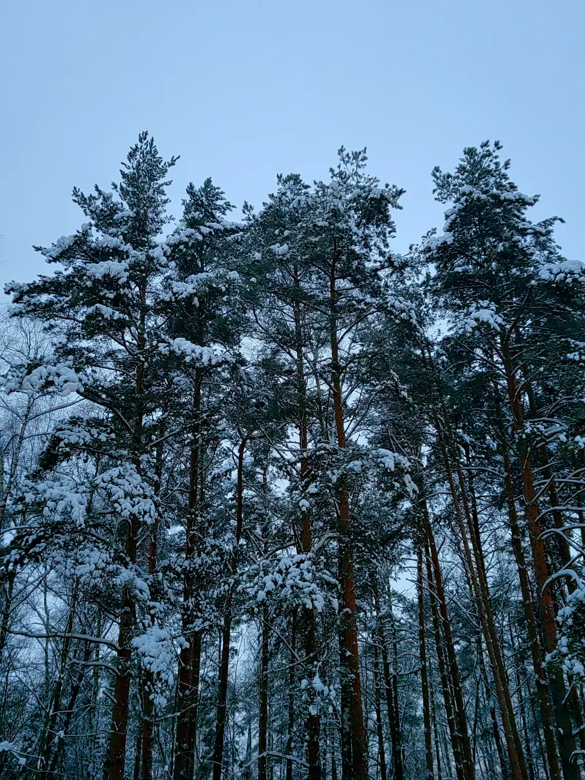 Прогулка в заснеженном лесу…❄ | Сетка — социальная сеть от hh.ru