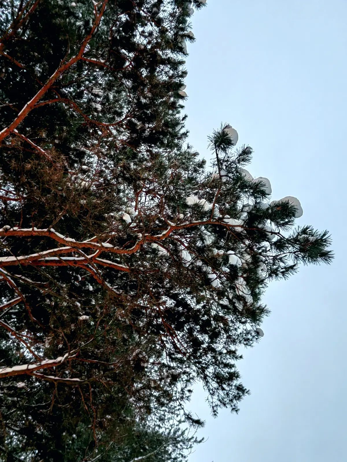 Прогулка в заснеженном лесу…❄ | Сетка — социальная сеть от hh.ru