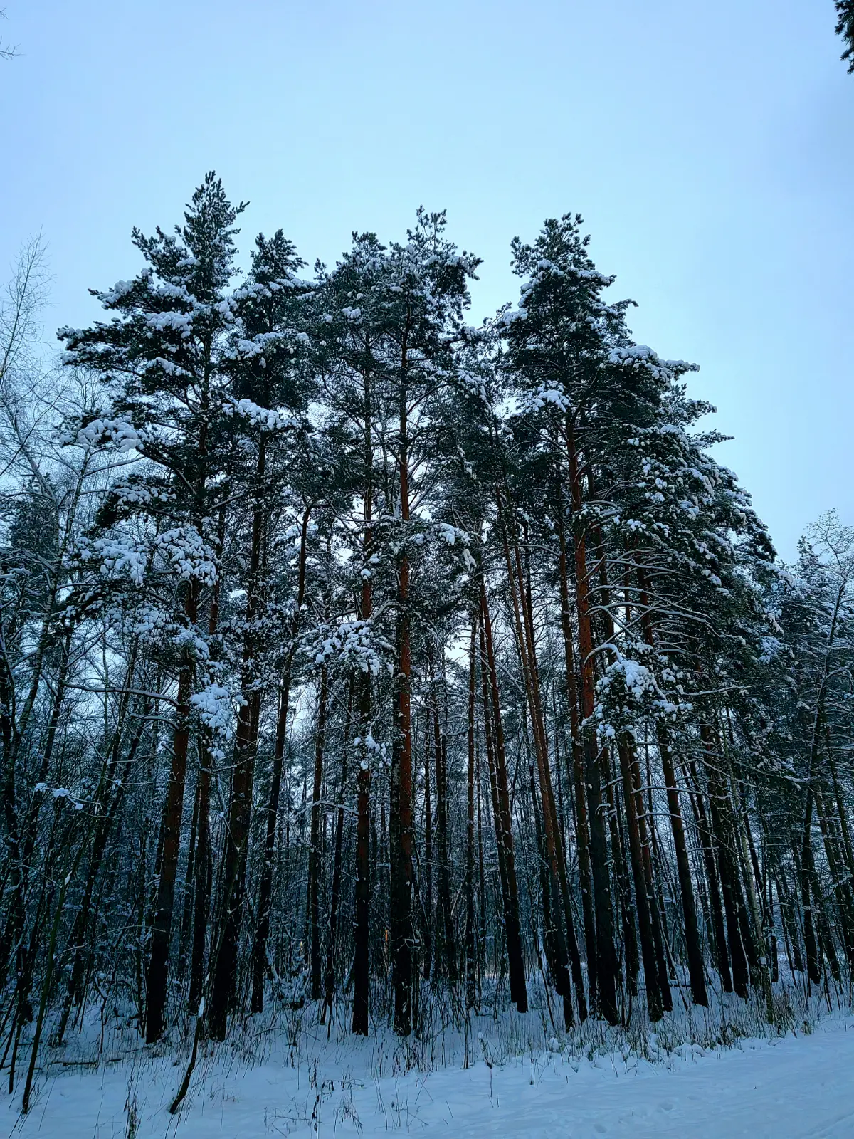 Прогулка в заснеженном лесу…❄ | Сетка — социальная сеть от hh.ru