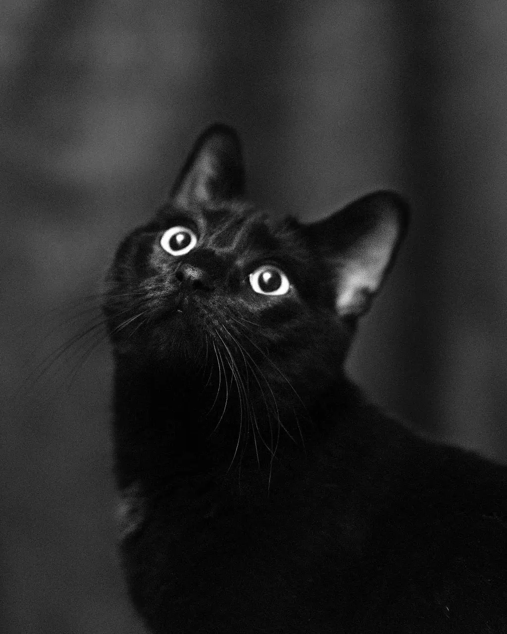 Наш директор: "Вы все еще спите?" 😁
#cats@BlackCatPhoto | Сетка — социальная сеть от hh.ru