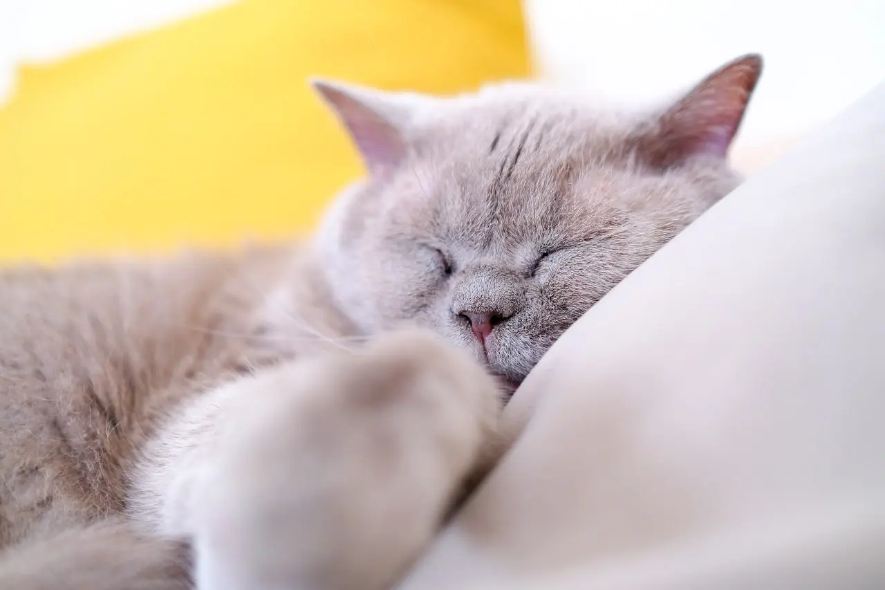 Праздники: - Я еще немного посплю 😶🐱
#cats@BlackCatPhoto | Сетка — социальная сеть от hh.ru