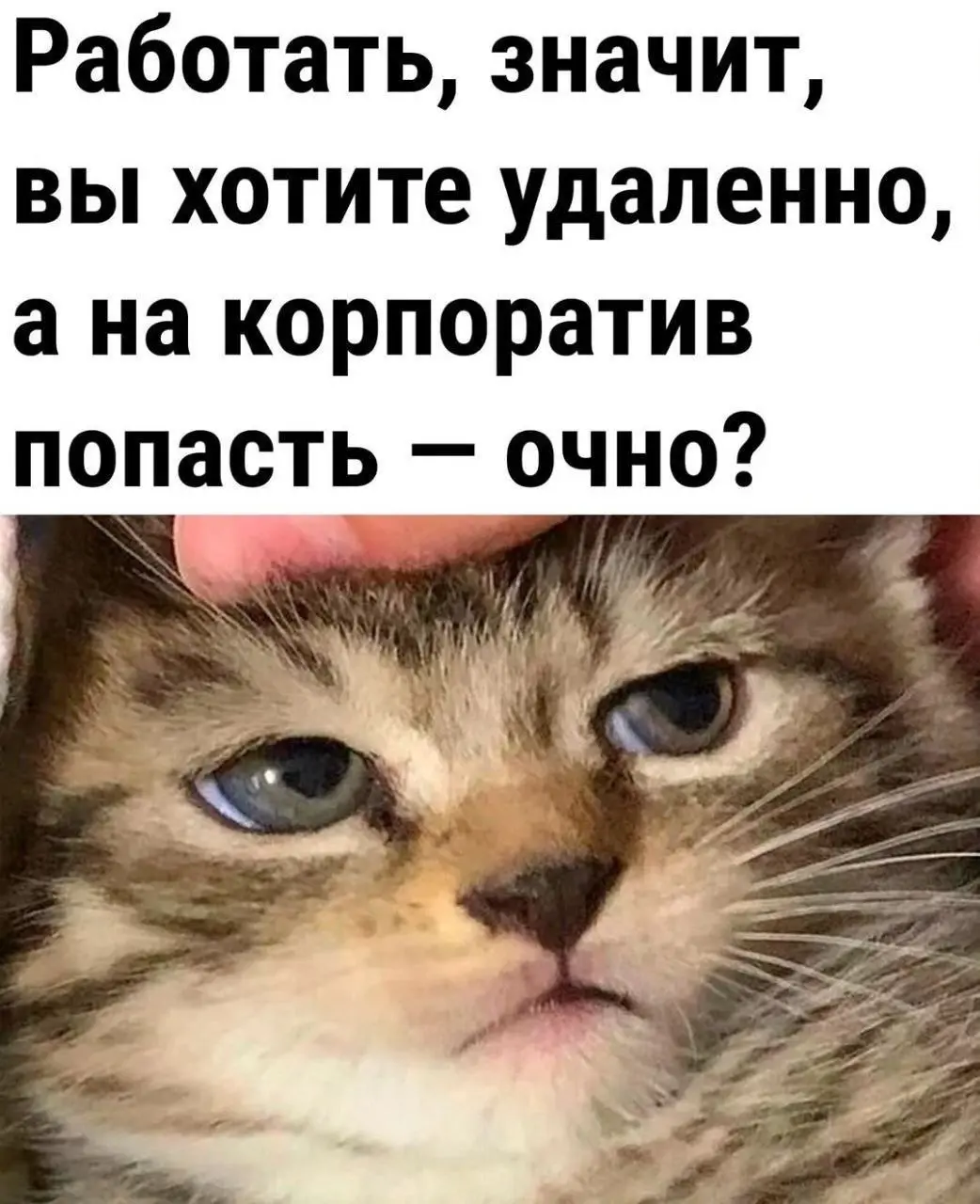 А как же иначе 😂
#Юмор@poldner #Коты@poldner | Сетка — социальная сеть от hh.ru