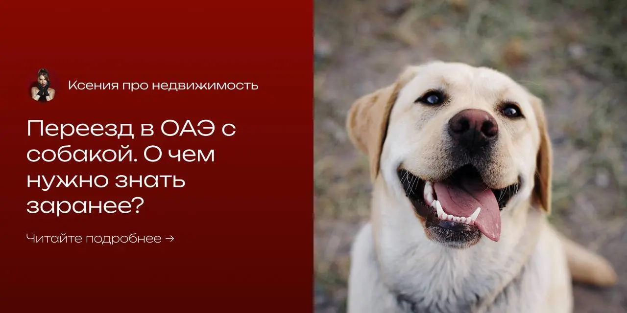 ♦️ Переезд в Дубай с собакой. О чем нужно знать заранее?
В Дубае нельзя просто заехать в квартиру с собакой. Многие владельцы жилья категорически против животных | Сетка — социальная сеть от hh.ru