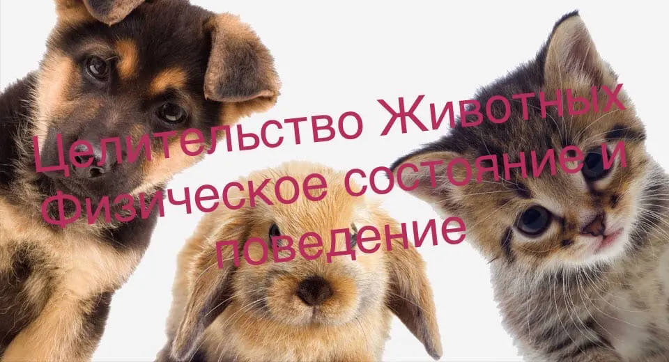 Целительство животных.
Работа происходит по фото.
Не чаще 1 раза в неделю.
Даются рекомендации. | Сетка — социальная сеть от hh.ru