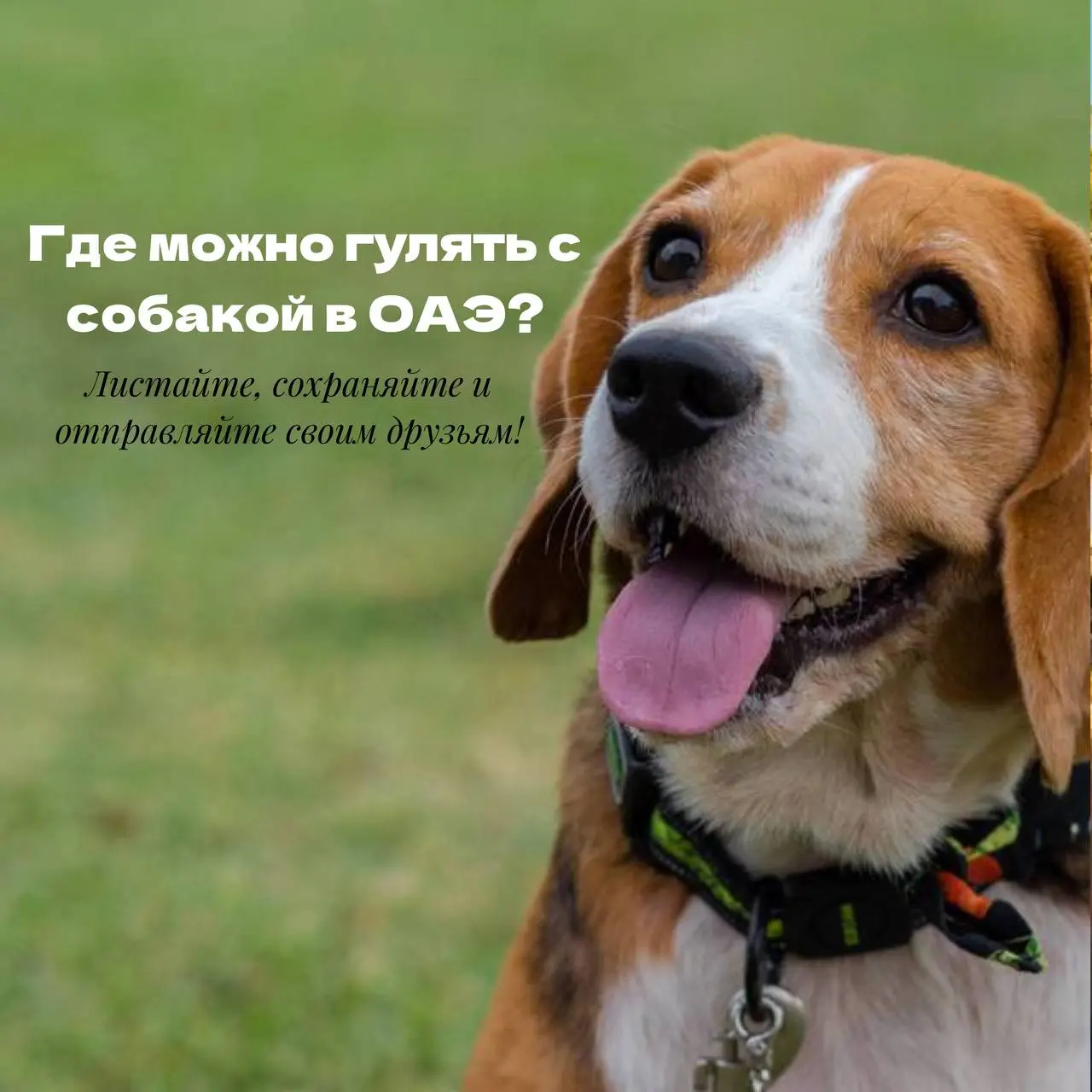 ♦️ Жить в ОАЭ с питомцем можно и очень комфортно, если знать правила и уважать местный порядок | Сетка — социальная сеть от hh.ru