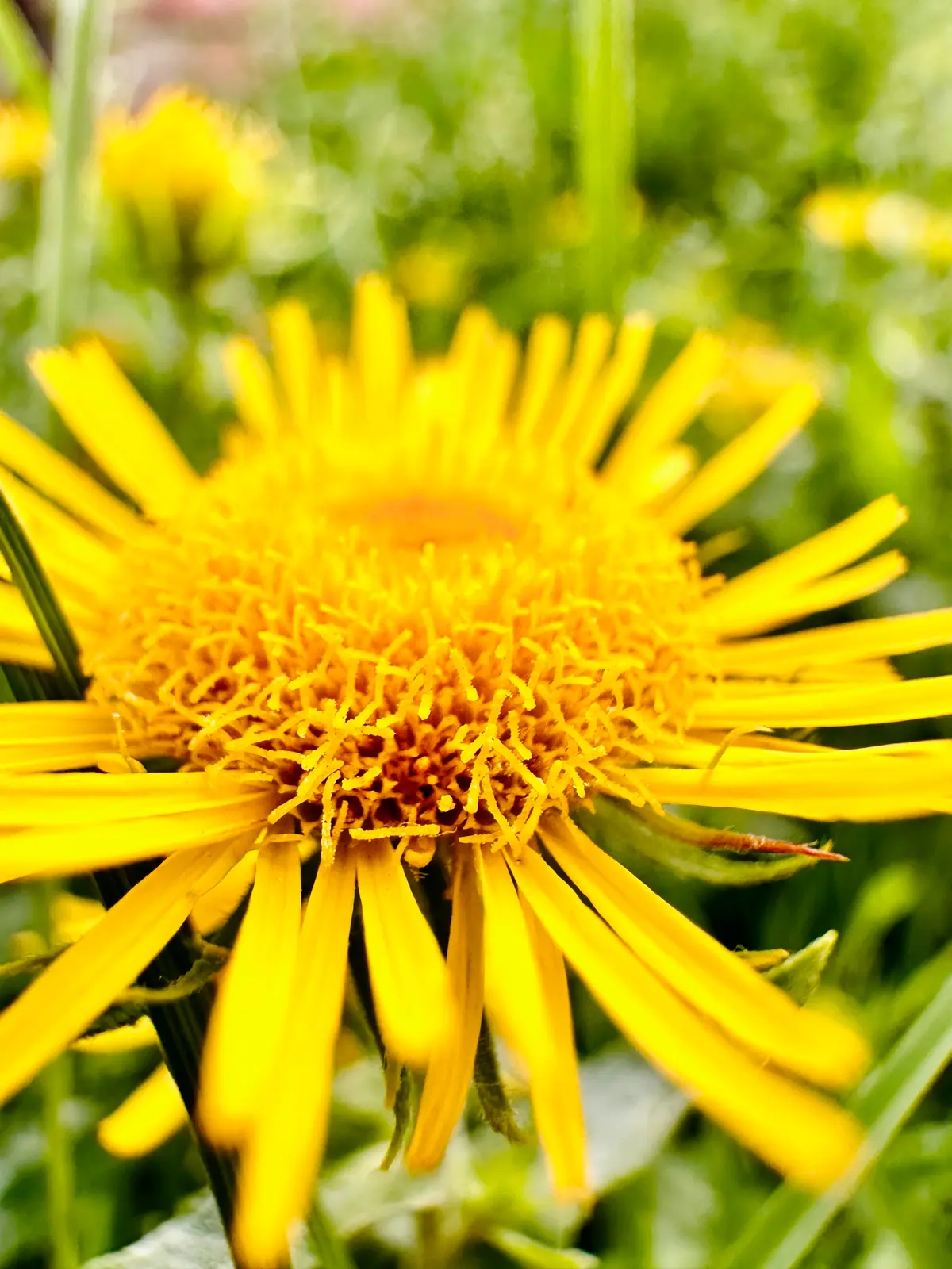 Я - Фотограф Флорист 🍀🌿🌾 | Сетка — социальная сеть от hh.ru